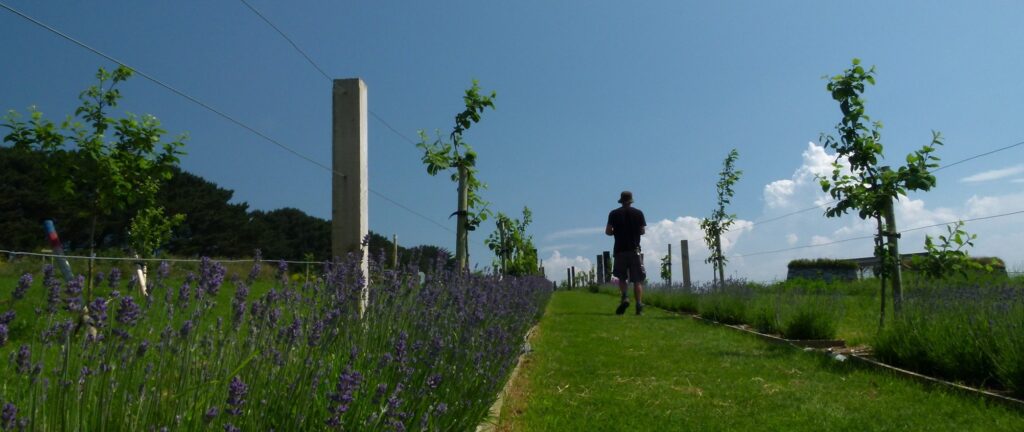 A person walks down the espalier and lavender and apple trees line either side.