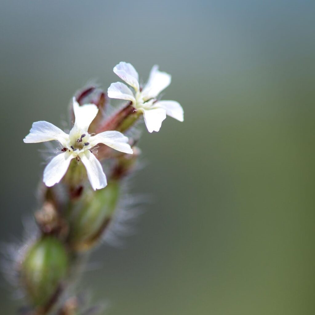 Rare Small-flowered Catchfly at Newquay Orchard
