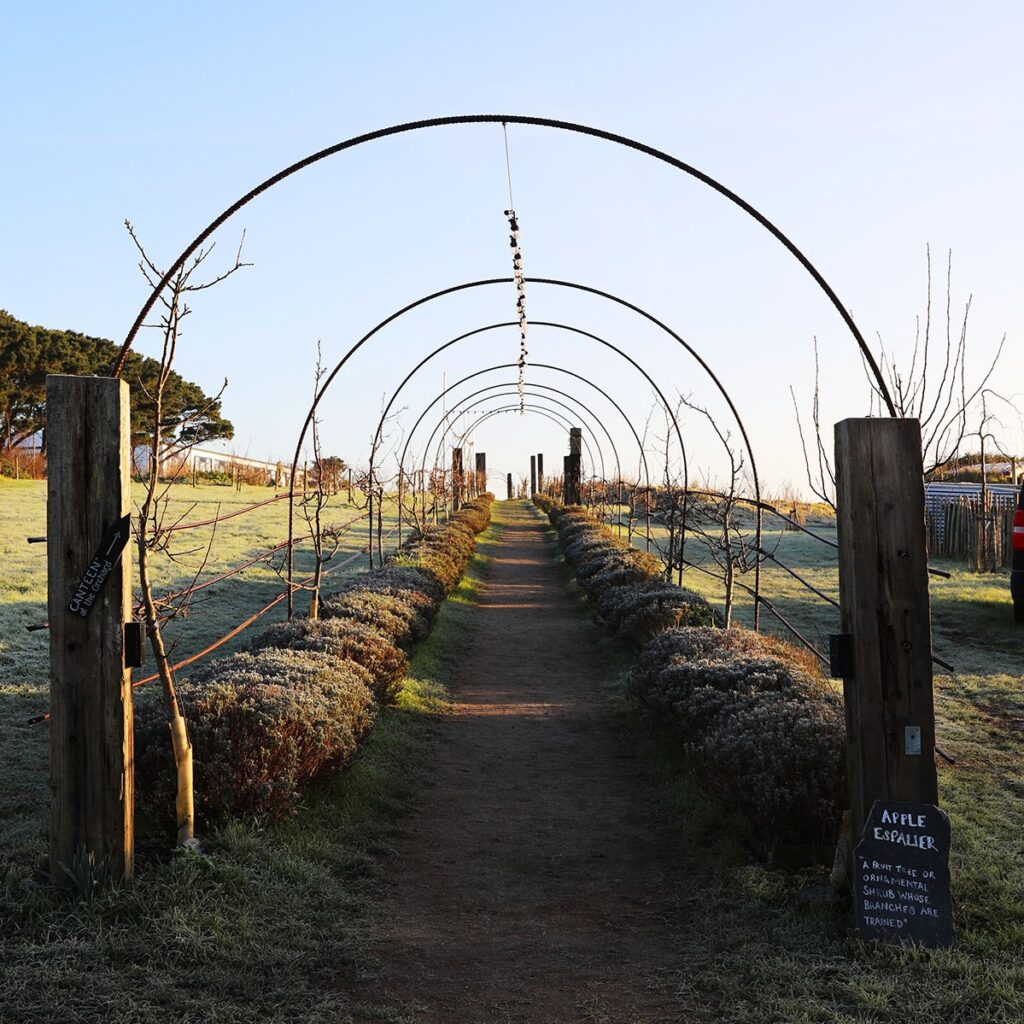 Frosty January morning at Newquay Orchard