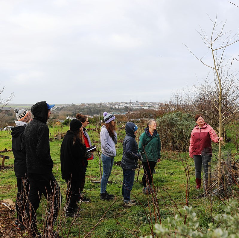 Volunteers stand and look at a gingko tree in Newquay Orchard