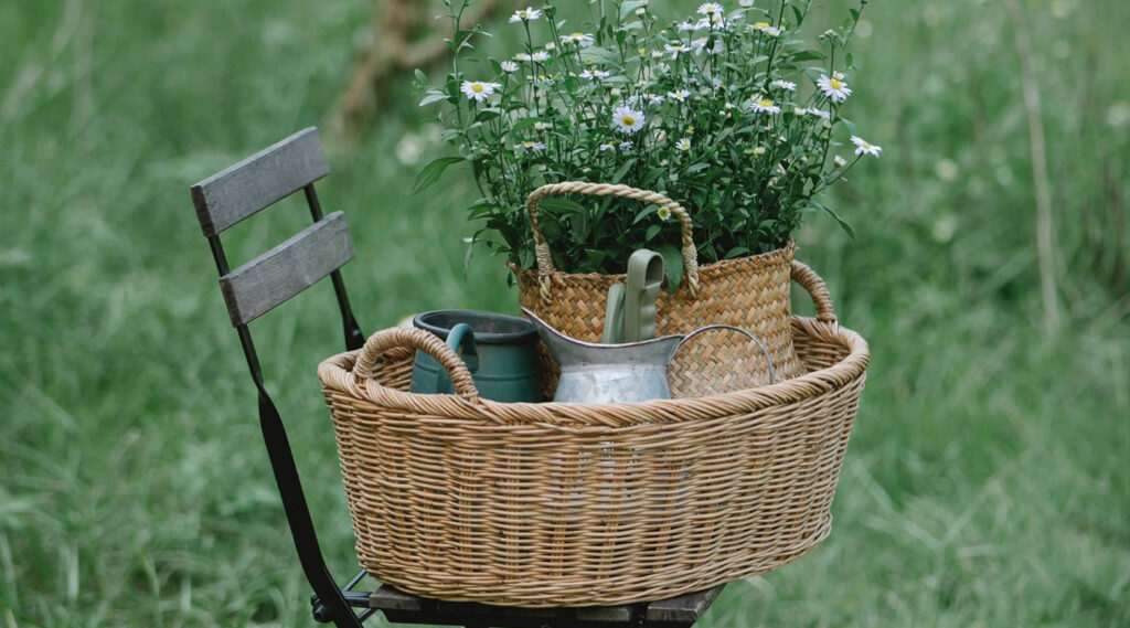 Alchemilla-Building-Resilience-through-Plants-Workshops-at-Newquay-Orchard