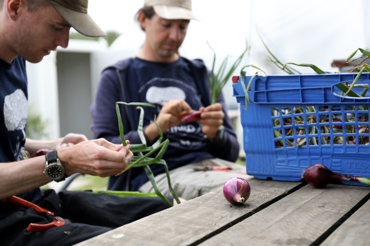 Two people seated at a wooden picnic table trimming freshly harvested red onions, with a crate of onions beside them.