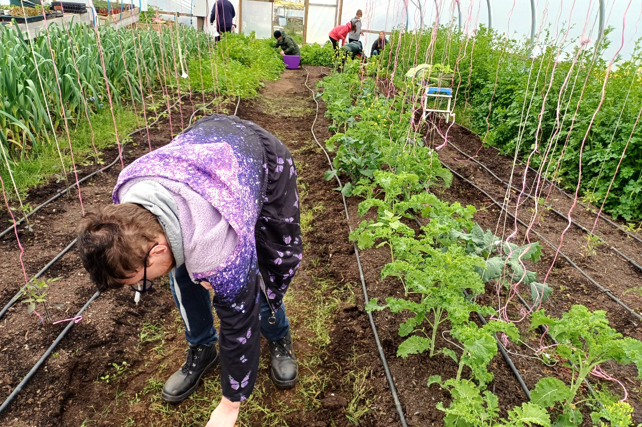 A person tending to kale plants inside a polytunnel, with other volunteers working among the rows of vegetables in the background.